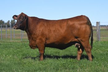 TRES CRUCES GALÁN 7229 -T/E-