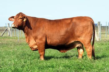 TRES CRUCES DIMAS 8327