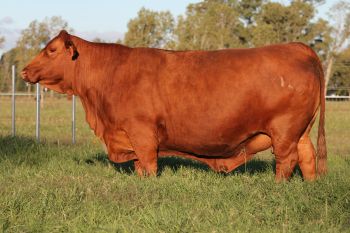 TRES CRUCES DALLAS 7845 -T/E-