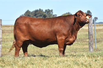 TRES CRUCES DALLAS 7735 -T/E-