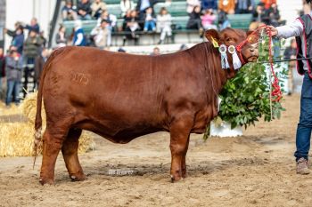 TRES CRUCES ACORAZADO 8875 -T/E-