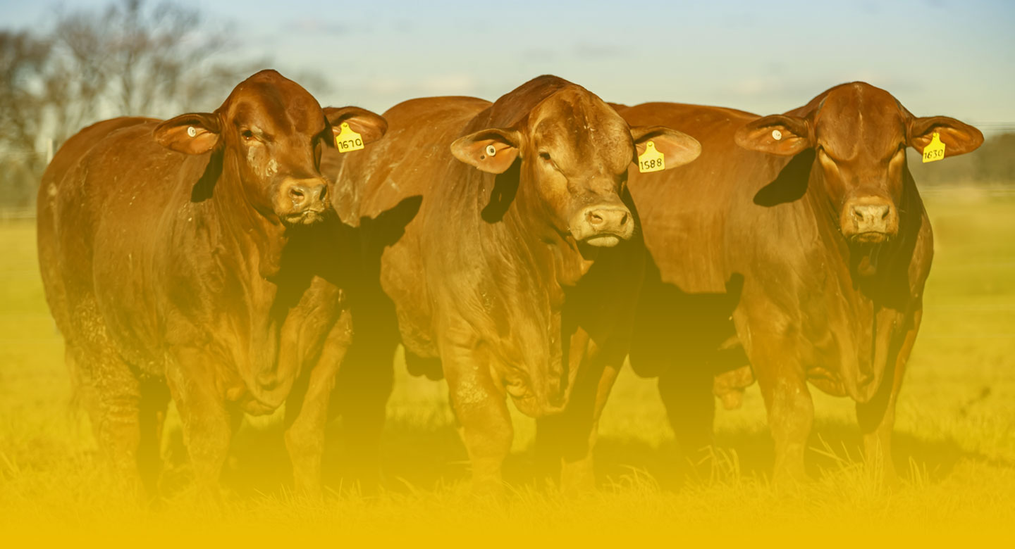 Remate 40 aniversario - Tres Cruces